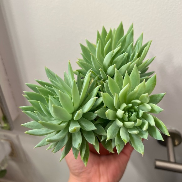 Other - 4” Large over grown succulent